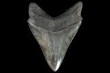Serrated, Fossil Megalodon Tooth - Georgia #90785-2